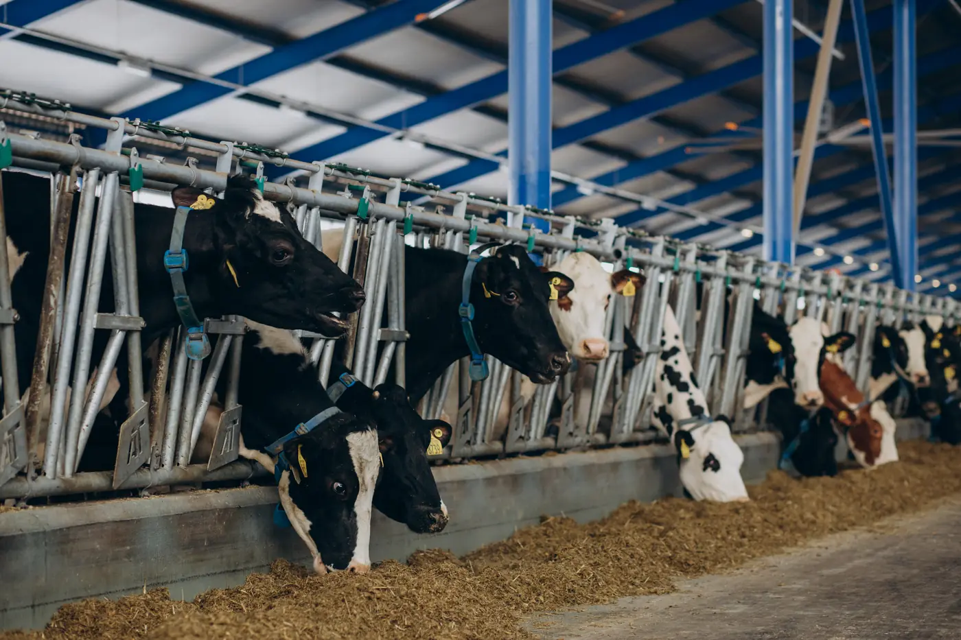 Food & Dairy
