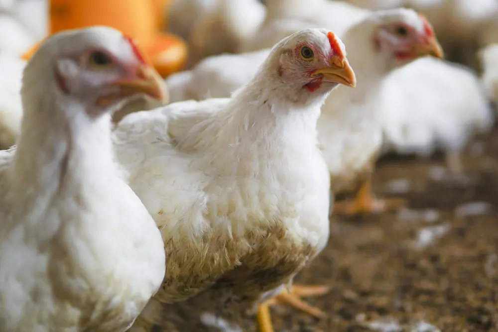 Poultry & Livestock